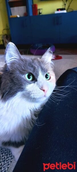 Norwegian Forest, Kedi  Hamur fotoğrafı