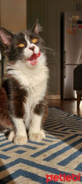 Tuxedo (Smokin) Kedi, Kedi  Zeytin fotoğrafı