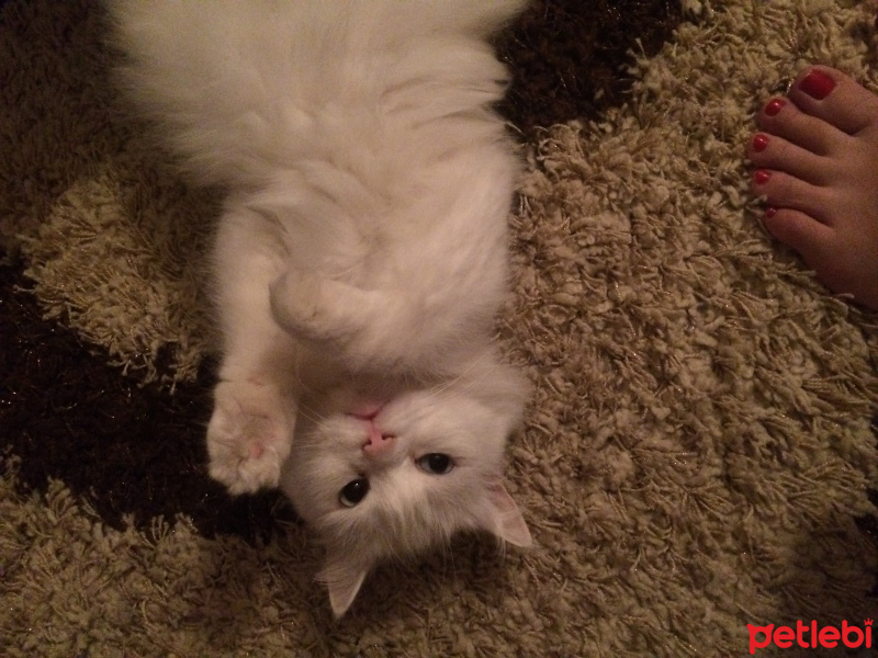 Chinchilla, Kedi  Prenses fotoğrafı