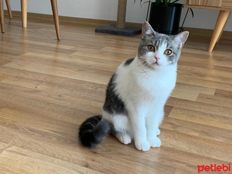 British Shorthair, Kedi  şila fotoğrafı