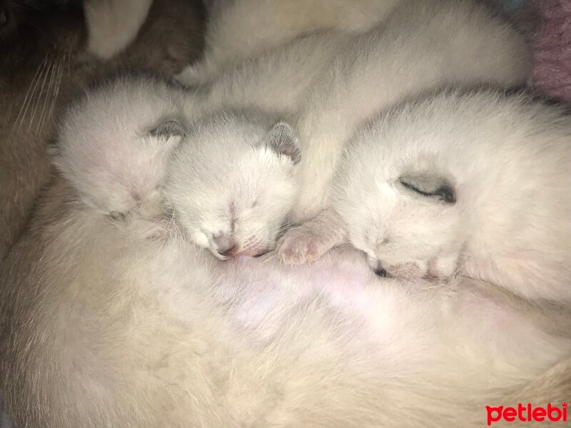 Siyam Kedisi, Kedi  Yavru fotoğrafı