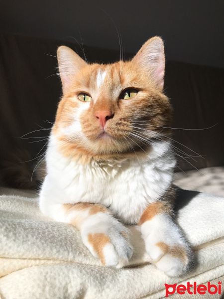 Sarman, Kedi  Tarçın fotoğrafı