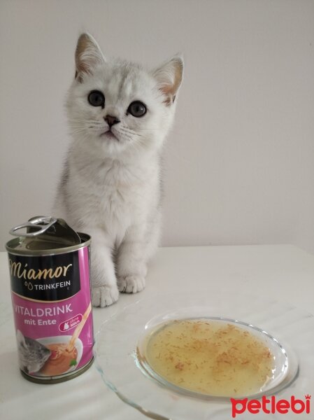 British Shorthair, Kedi  pamukvedunyasi fotoğrafı