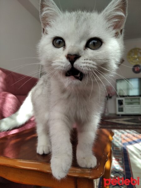 British Shorthair, Kedi  pamukvedunyasi fotoğrafı