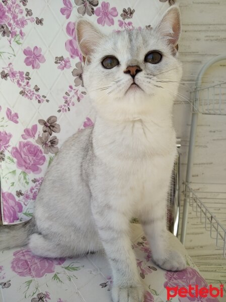 British Shorthair, Kedi  pamukvedunyasi fotoğrafı