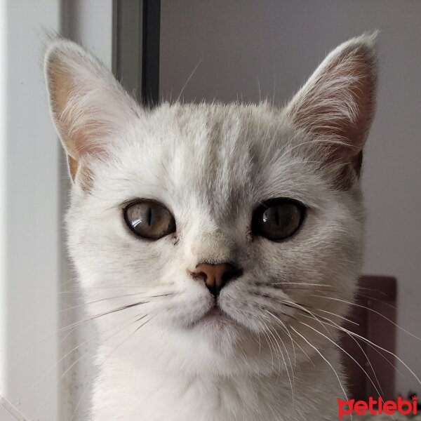 British Shorthair, Kedi  pamukvedunyasi fotoğrafı