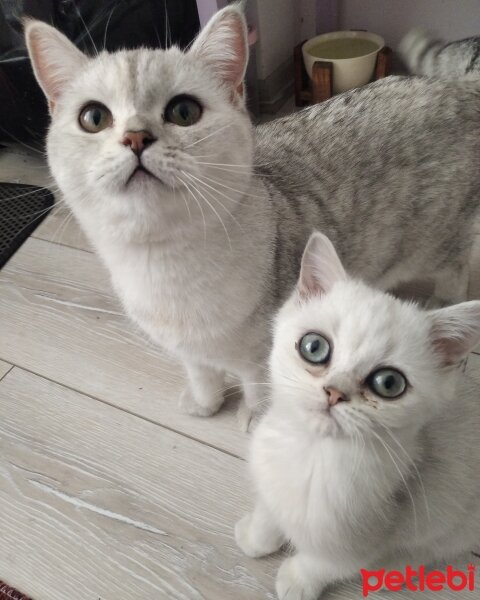 British Shorthair, Kedi  pamukvedunyasi fotoğrafı