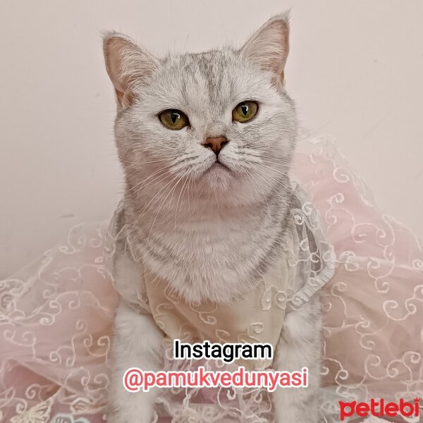 British Shorthair, Kedi  pamukvedunyasi fotoğrafı