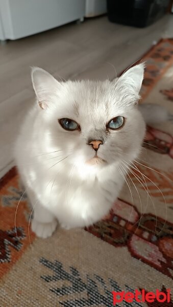 British Shorthair, Kedi  pamukvedunyasi fotoğrafı