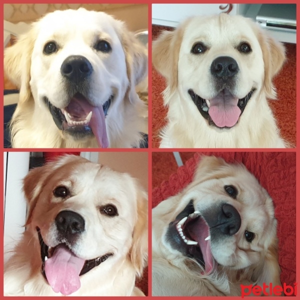 Golden Retriever, Köpek  ŞANS fotoğrafı