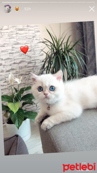 British Shorthair, Kedi  Sütlaç fotoğrafı