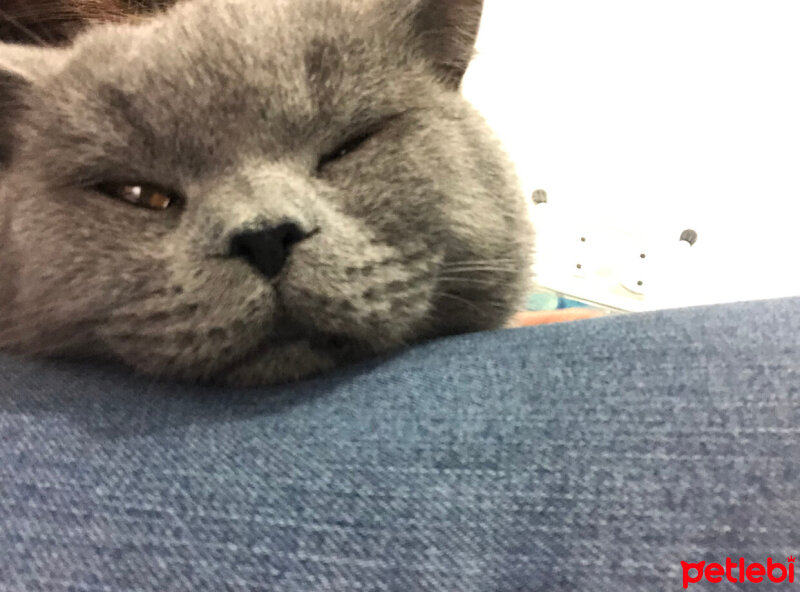 British Shorthair, Kedi  Badem fotoğrafı