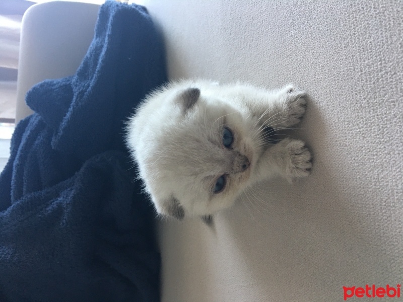 Scottish Fold, Kedi  Mırmır fotoğrafı