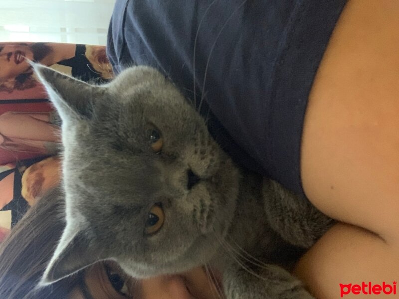 British Shorthair, Kedi  Çapo fotoğrafı