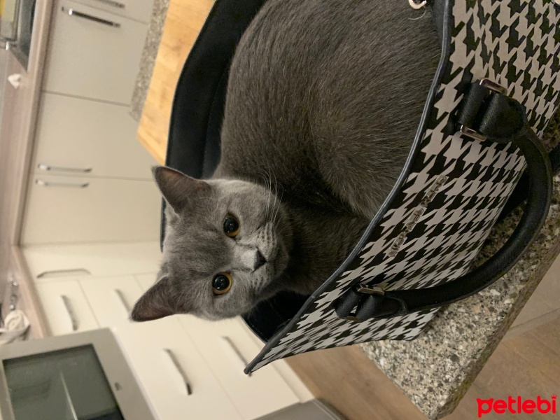 British Shorthair, Kedi  Patik fotoğrafı
