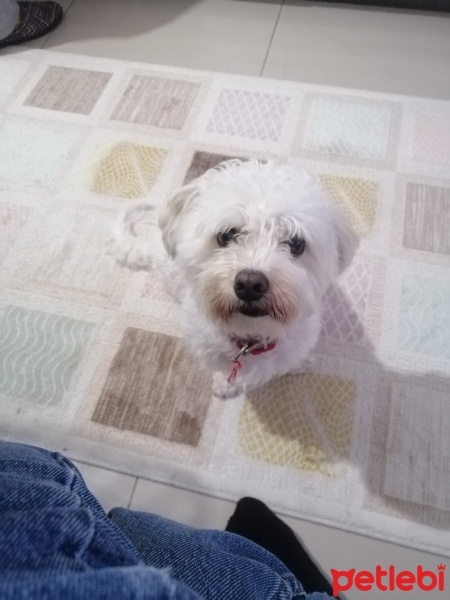 Maltese, Köpek  Herkül fotoğrafı