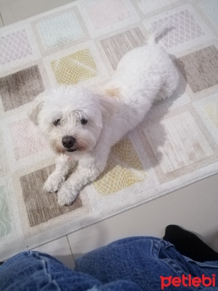 Maltese, Köpek  Herkül fotoğrafı