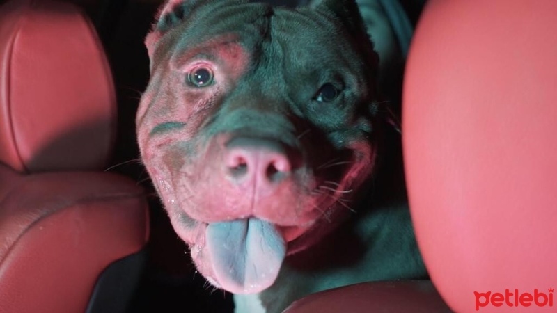 Amerikan Pitbull Terrier, Köpek  Boris fotoğrafı