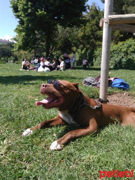 Amerikan Pitbull Terrier, Köpek  Boris fotoğrafı