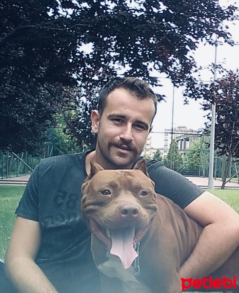 Amerikan Pitbull Terrier, Köpek  Boris fotoğrafı