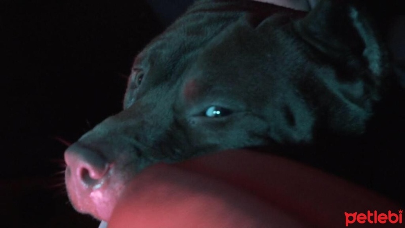 Amerikan Pitbull Terrier, Köpek  Boris fotoğrafı