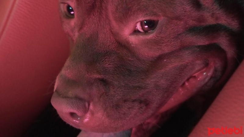 Amerikan Pitbull Terrier, Köpek  Boris fotoğrafı
