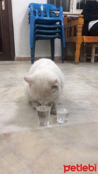 British Shorthair, Kedi  Pamuk fotoğrafı
