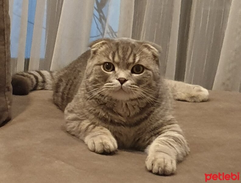 Scottish Fold, Kedi  Şarlo fotoğrafı