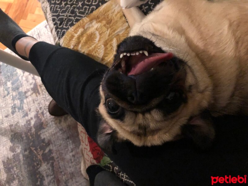 Pug, Köpek  Şapşik fotoğrafı