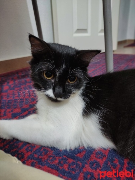 Tuxedo (Smokin) Kedi, Kedi  Bihter fotoğrafı