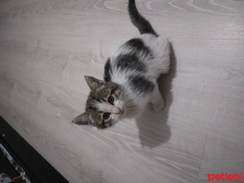 American Wirehair, Kedi  PAPİ fotoğrafı