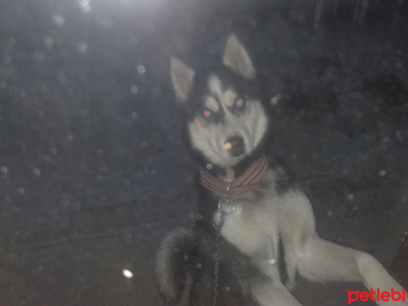 Sibirya Kurdu (Husky), Köpek  çakır fotoğrafı