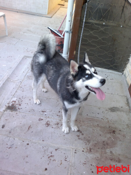 Sibirya Kurdu (Husky), Köpek  çakır fotoğrafı