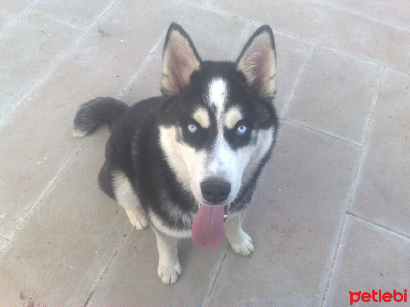 Sibirya Kurdu (Husky), Köpek  çakır fotoğrafı