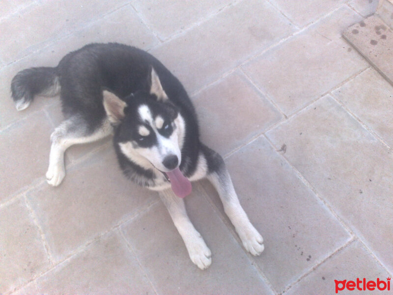 Sibirya Kurdu (Husky), Köpek  çakır fotoğrafı