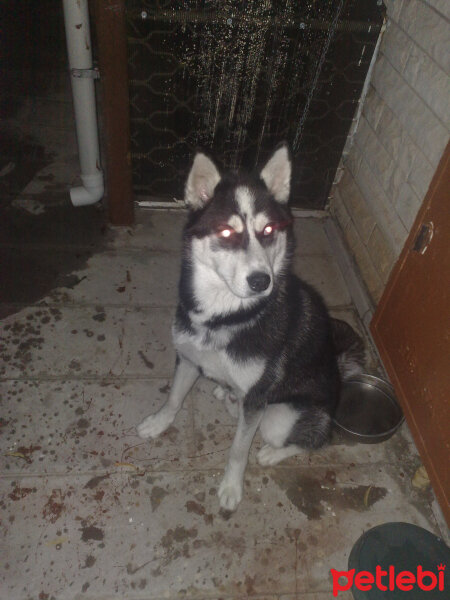 Sibirya Kurdu (Husky), Köpek  çakır fotoğrafı