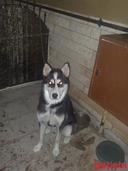 Sibirya Kurdu (Husky), Köpek  çakır fotoğrafı