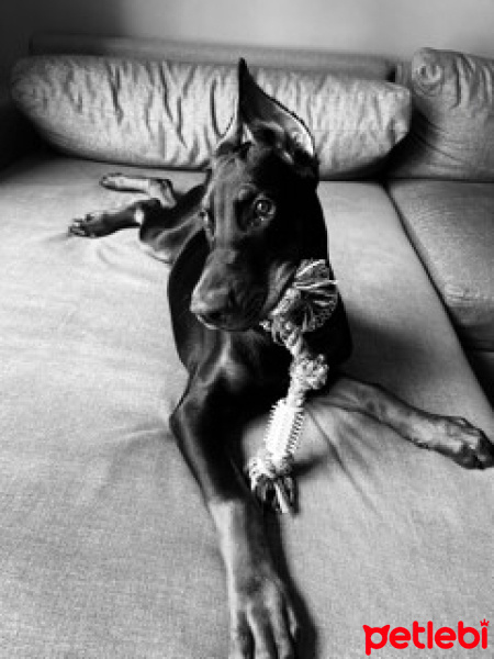 Doberman Pinscher, Köpek  Ares fotoğrafı