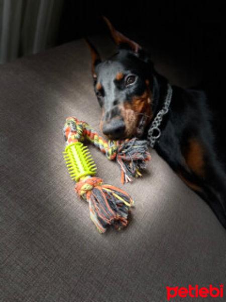 Doberman Pinscher, Köpek  Ares fotoğrafı
