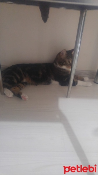 Tekir Kedi, Kedi  ZEYTİN fotoğrafı
