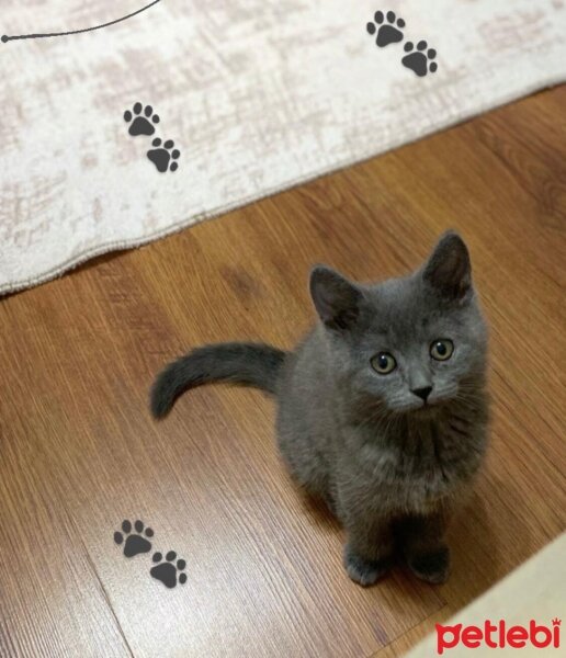 British Shorthair, Kedi  Maya fotoğrafı