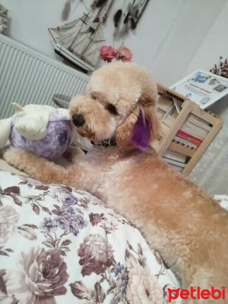 Poodle (Minyatür Kaniş), Köpek  merlin fotoğrafı