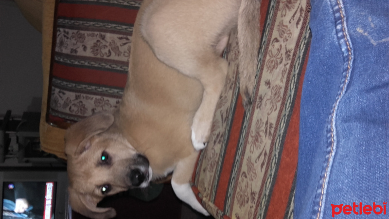 Sokö (Sokak Köpeği), Köpek  Paşa fotoğrafı