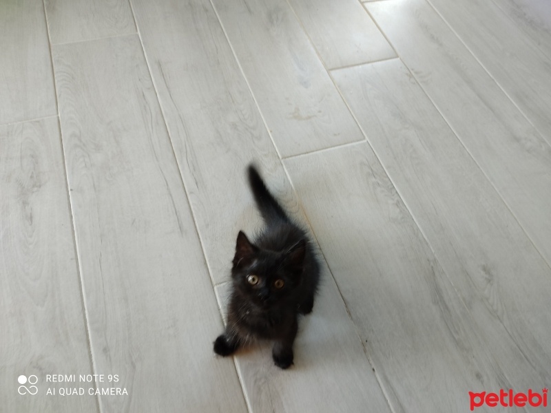 Tiffany/Chantilly, Kedi  Gölge fotoğrafı