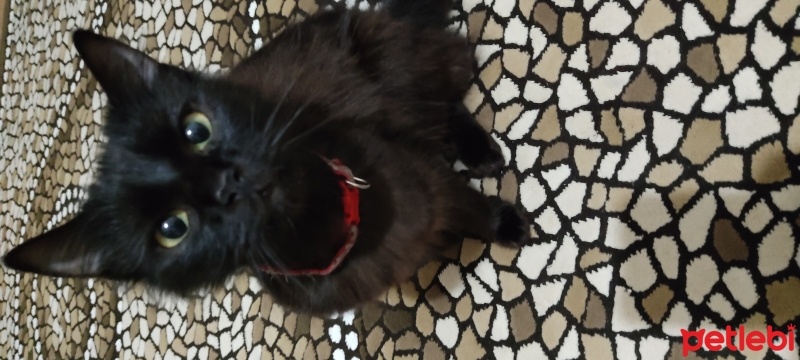 Tiffany/Chantilly, Kedi  Gölge fotoğrafı