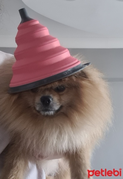 Pomeranyalı, Köpek  Lucky fotoğrafı