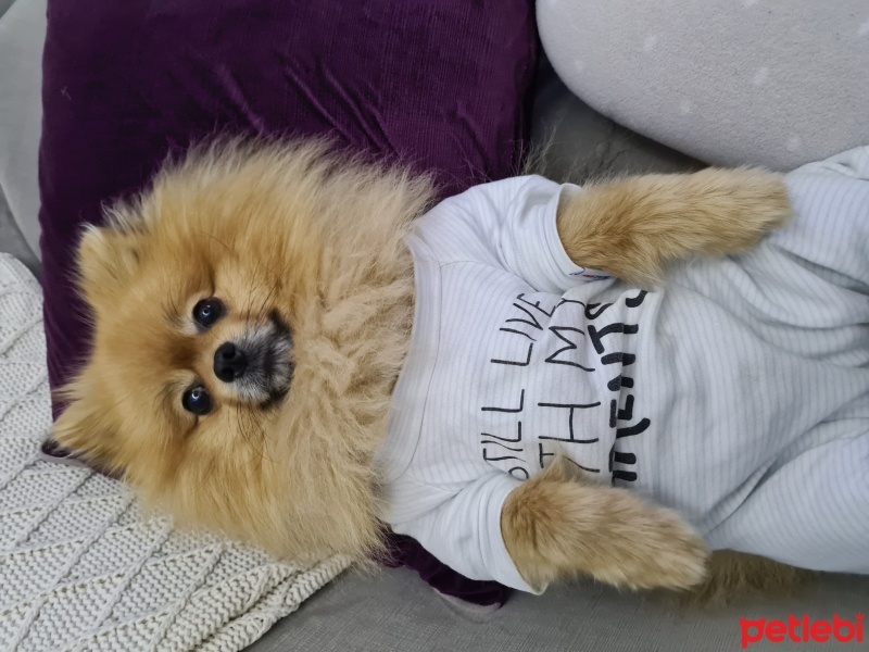 Pomeranyalı, Köpek  Lucky fotoğrafı