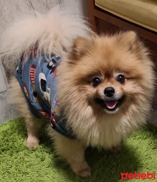 Pomeranyalı, Köpek  Lucky fotoğrafı