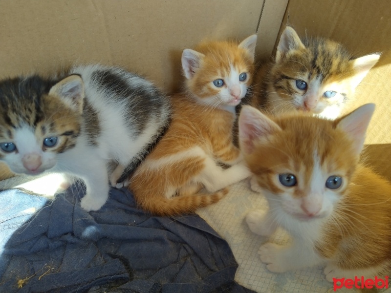 Tekir Kedi, Kedi  Maviş fotoğrafı