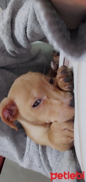 Minyatür Pinscher, Köpek  Nyx (nix) fotoğrafı